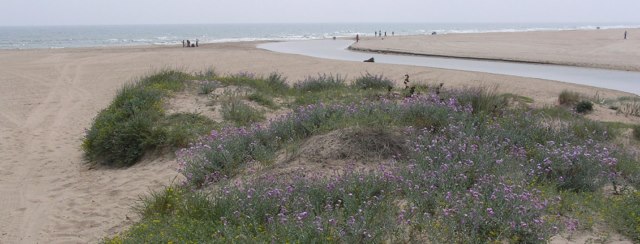 Plantes de l’entorn