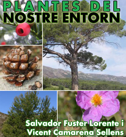 plantes-marina_alta